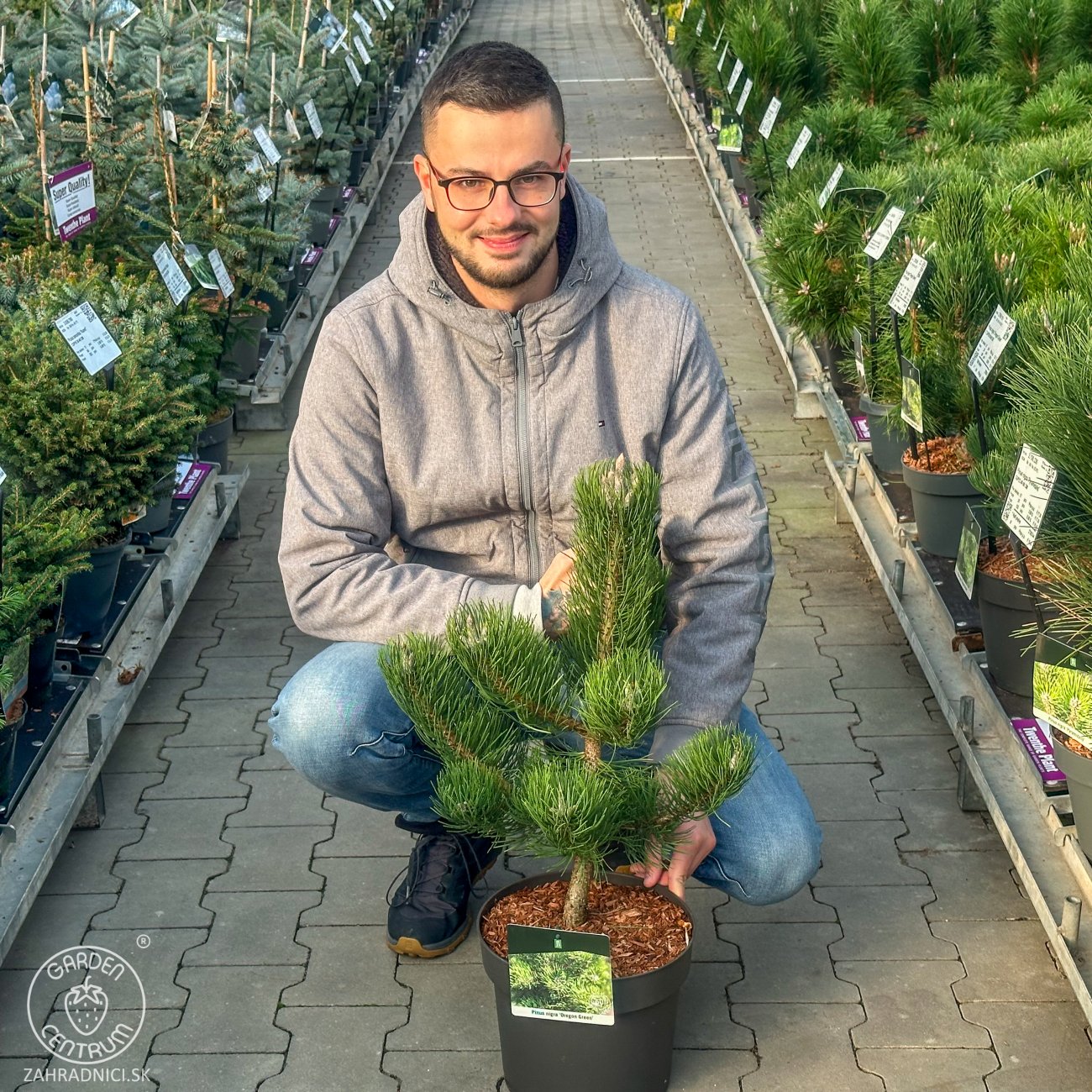 Obrázok Borovica čierna (Pinus nigra) ´OREGON GREEN´ – výška 50-60 cm, kont. C5L